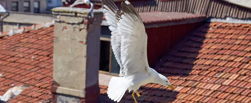 Residential Chimney Animal Removal Solution in North Tustin, CA